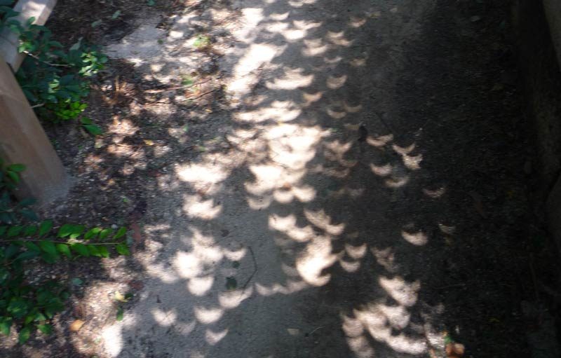 Then we noticed something peculiar. If you looked under the trees, there were thousands of tiny crescent shaped shadows on the ground. The shadows were everywhere! The 4 of us started making shadows with our hands and anything that would work too…